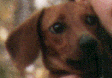 to annie's homepage